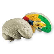 Cross-Section Brain Display Model