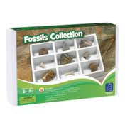 STG_Fossils Collection