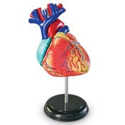 STG_Heart Anatomy Display Model