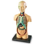 STG_Human Body Anatomy Display Model